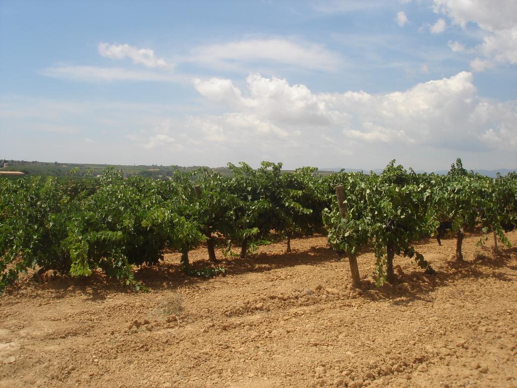 Agroturisme Cal Jeroni Avinyonet del Penedes Zewnętrze zdjęcie